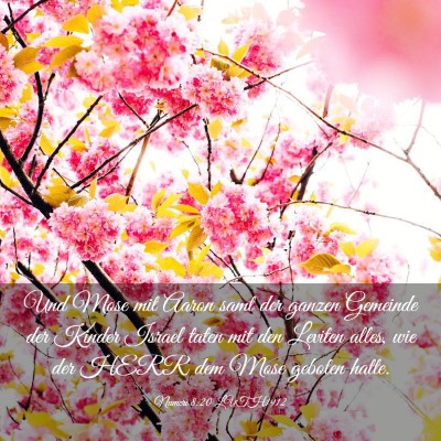 Picture 03 - Numeri 8:20 LUTH1912 - Und Mose mit Aaron samt der ganzen Gemeinde der - Bible Verse Picture