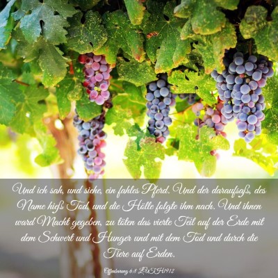 Picture 03 - Offenbarung 6:8 LUTH1912 - Und ich sah, und siehe, ein fahles Pferd. Und der - Bible Verse Picture