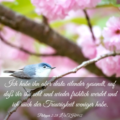 Picture 03 - Philipper 2:28 LUTH1912 - Ich habe ihn aber desto eilender gesandt, auf - Bible Verse Picture