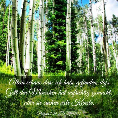 Picture 03 - Prediger 7:29 LUTH1912 - Allein schaue das: ich habe gefunden, daß Gott - Bible Verse Picture