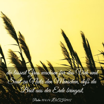 Picture 03 - Psalm 104:14 LUTH1912 - du lässest Gras wachsen für das Vieh und Saat - Bible Verse Picture