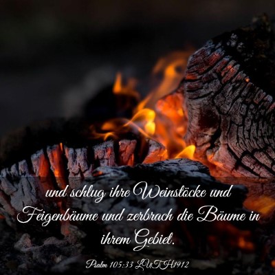 Picture 03 - Psalm 105:33 LUTH1912 - und schlug ihre Weinstöcke und Feigenbäume und - Bible Verse Picture
