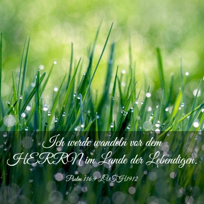 Picture 03 - Psalm 116:9 LUTH1912 - Ich werde wandeln vor dem HERRN im Lande der - Bible Verse Picture