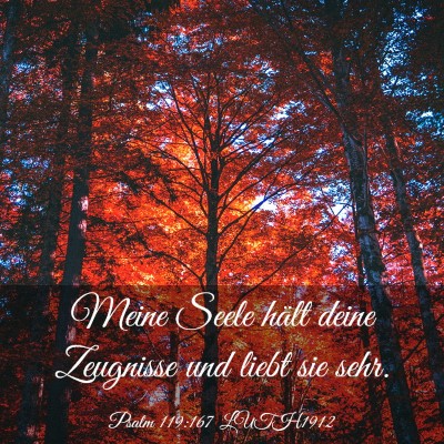 Picture 03 - Psalm 119:167 LUTH1912 - Meine Seele hält deine Zeugnisse und liebt sie - Bible Verse Picture