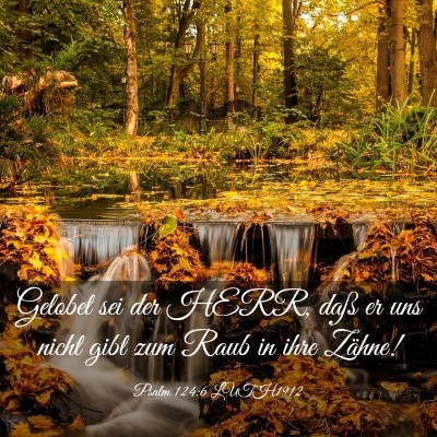 Picture 03 - Psalm 124:6 LUTH1912 - Gelobet sei der HERR, daß er uns nicht gibt zum - Bible Verse Picture