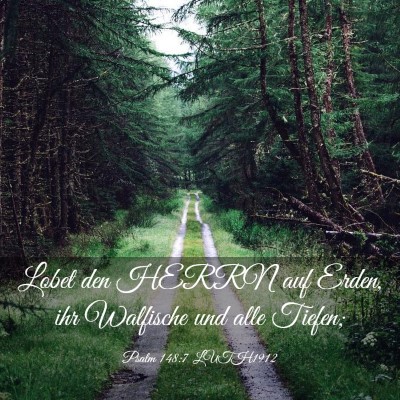 Picture 03 - Psalm 148:7 LUTH1912 - Lobet den HERRN auf Erden, ihr Walfische und alle - Bible Verse Picture