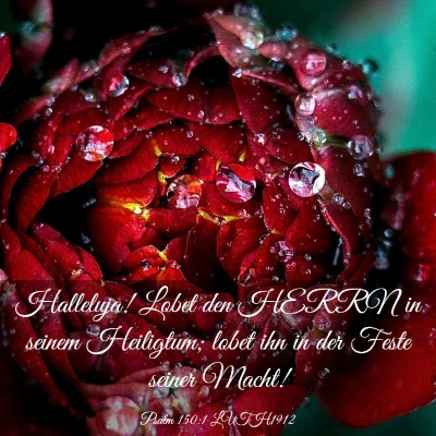 Picture 03 - Psalm 150:1 LUTH1912 - Halleluja! Lobet den HERRN in seinem Heiligtum; - Bible Verse Picture
