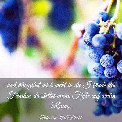 Picture 03 - Psalm 31:8 LUTH1912 - und übergibst mich nicht in die Hände des - Bible Verse Picture