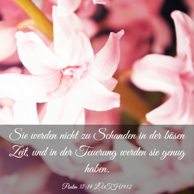 Picture 03 - Psalm 37:19 LUTH1912 - Sie werden nicht zu Schanden in der bösen Zeit, - Bible Verse Picture