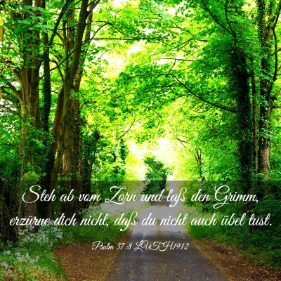Picture 03 - Psalm 37:8 LUTH1912 - Steh ab vom Zorn und laß den Grimm, erzürne - Bible Verse Picture
