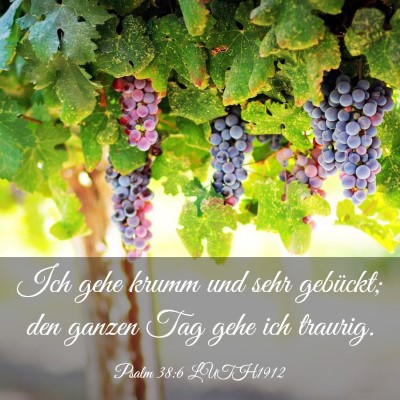Picture 03 - Psalm 38:6 LUTH1912 - Ich gehe krumm und sehr gebückt; den ganzen Tag - Bible Verse Picture