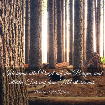 Picture 03 - Psalm 50:11 LUTH1912 - Ich kenne alle Vögel auf den Bergen, und - Bible Verse Picture