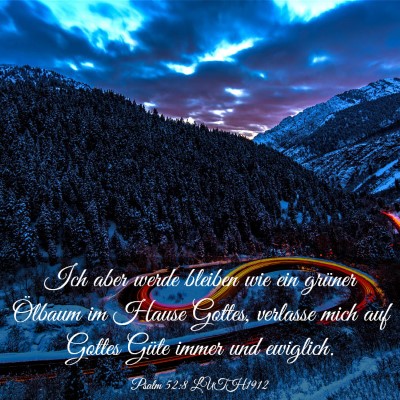 Picture 03 - Psalm 52:8 LUTH1912 - Ich aber werde bleiben wie ein grüner Ölbaum im - Bible Verse Picture