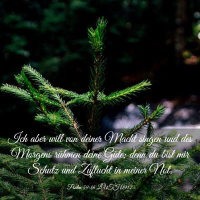 Picture 03 - Psalm 59:16 LUTH1912 - Ich aber will von deiner Macht singen und des - Bible Verse Picture