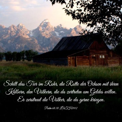 Picture 03 - Psalm 68:30 LUTH1912 - Schilt das Tier im Rohr, die Rotte der Ochsen mit - Bible Verse Picture