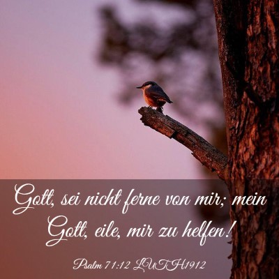 Picture 03 - Psalm 71:12 LUTH1912 - Gott, sei nicht ferne von mir; mein Gott, eile, - Bible Verse Picture