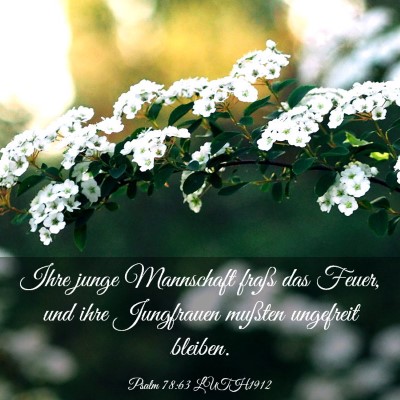 Picture 03 - Psalm 78:63 LUTH1912 - Ihre junge Mannschaft fraß das Feuer, und ihre - Bible Verse Picture
