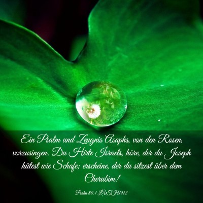 Picture 03 - Psalm 80:1 LUTH1912 - Ein Psalm und Zeugnis Asaphs, von den Rosen, - Bible Verse Picture