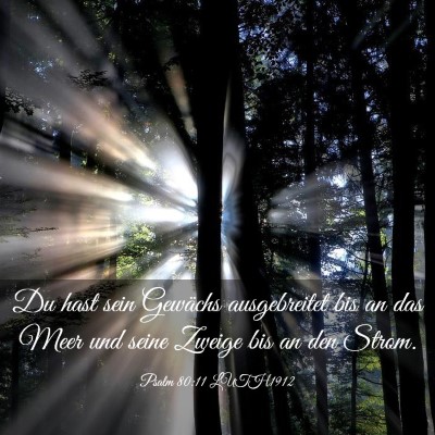 Picture 03 - Psalm 80:11 LUTH1912 - Du hast sein Gewächs ausgebreitet bis an das - Bible Verse Picture