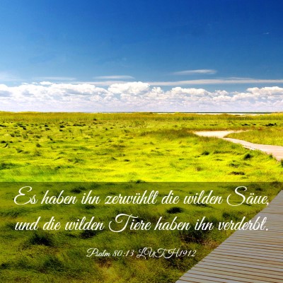 Picture 03 - Psalm 80:13 LUTH1912 - Es haben ihn zerwühlt die wilden Säue, und die - Bible Verse Picture