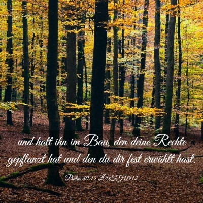 Picture 03 - Psalm 80:15 LUTH1912 - und halt ihn im Bau, den deine Rechte gepflanzt - Bible Verse Picture