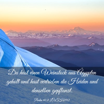Picture 03 - Psalm 80:8 LUTH1912 - Du hast einen Weinstock aus Ägypten geholt und - Bible Verse Picture