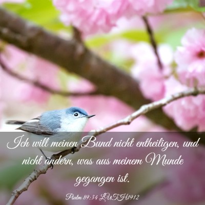 Picture 03 - Psalm 89:34 LUTH1912 - Ich will meinen Bund nicht entheiligen, und nicht - Bible Verse Picture