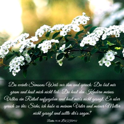 Picture 03 - Richter 14:16 LUTH1912 - Da weinte Simsons Weib vor ihm und sprach: Du - Bible Verse Picture