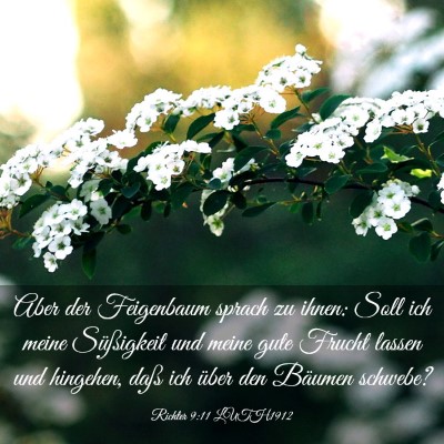 Picture 03 - Richter 9:11 LUTH1912 - Aber der Feigenbaum sprach zu ihnen: Soll ich - Bible Verse Picture