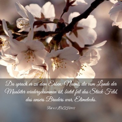 Picture 03 - Rut 4:3 LUTH1912 - Da sprach er zu dem Erben: Naemi, die vom Lande - Bible Verse Picture