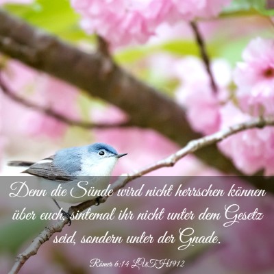 Picture 03 - Römer 6:14 LUTH1912 - Denn die Sünde wird nicht herrschen können - Bible Verse Picture
