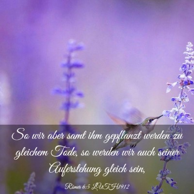 Picture 03 - Römer 6:5 LUTH1912 - So wir aber samt ihm gepflanzt werden zu gleichem - Bible Verse Picture