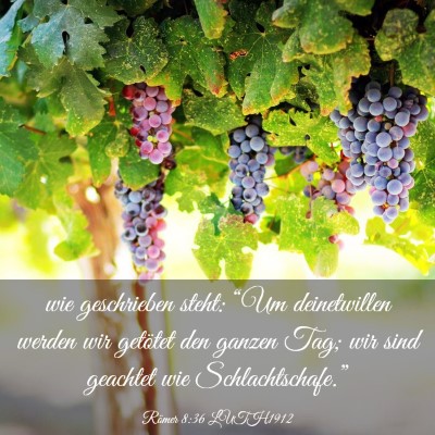 Picture 03 - Römer 8:36 LUTH1912 - wie geschrieben steht: “Um deinetwillen werden - Bible Verse Picture