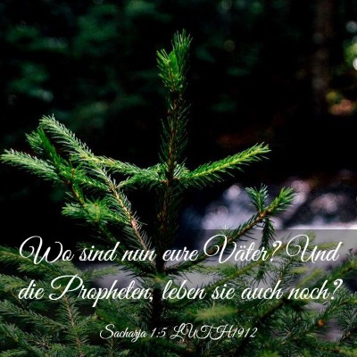 Picture 03 - Sacharja 1:5 LUTH1912 - Wo sind nun eure Väter? Und die Propheten, leben - Bible Verse Picture