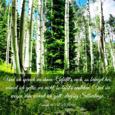 Picture 03 - Sacharja 11:12 LUTH1912 - Und ich sprach zu ihnen: Gefällt's euch, so - Bible Verse Picture