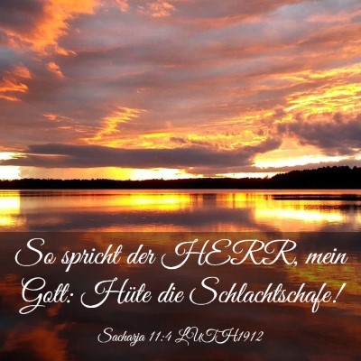 Picture 03 - Sacharja 11:4 LUTH1912 - So spricht der HERR, mein Gott: Hüte die - Bible Verse Picture