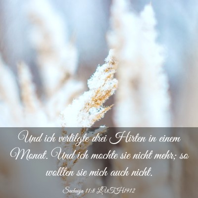 Picture 03 - Sacharja 11:8 LUTH1912 - Und ich vertilgte drei Hirten in einem Monat. Und - Bible Verse Picture