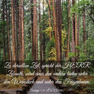 Picture 03 - Sacharja 3:10 LUTH1912 - Zu derselben Zeit, spricht der HERR Zebaoth, wird - Bible Verse Picture