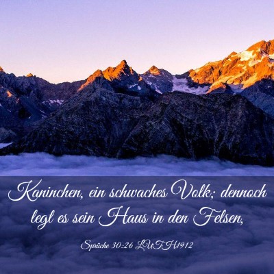 Picture 03 - Sprüche 30:26 LUTH1912 - Kaninchen, ein schwaches Volk; dennoch legt es - Bible Verse Picture