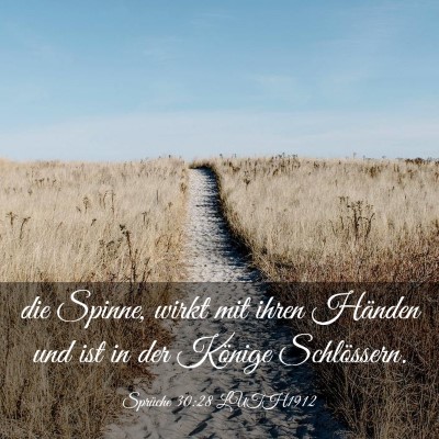 Picture 03 - Sprüche 30:28 LUTH1912 - die Spinne, wirkt mit ihren Händen und ist in - Bible Verse Picture