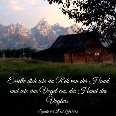 Picture 03 - Sprüche 6:5 LUTH1912 - Errette dich wie ein Reh von der Hand und wie - Bible Verse Picture