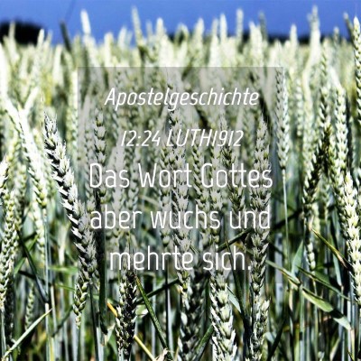 Picture 04 - Apostelgeschichte 12:24 LUTH1912 - Das Wort Gottes aber wuchs und mehrte - Bible Verse Picture