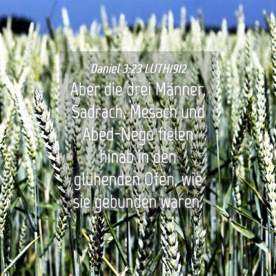 Picture 04 - Daniel 3:23 LUTH1912 - Aber die drei Männer, Sadrach, Mesach und - Bible Verse Picture