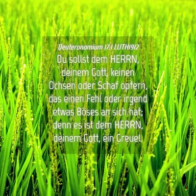 Picture 04 - Deuteronomium 17:1 LUTH1912 - Du sollst dem HERRN, deinem Gott, keinen Ochsen - Bible Verse Picture