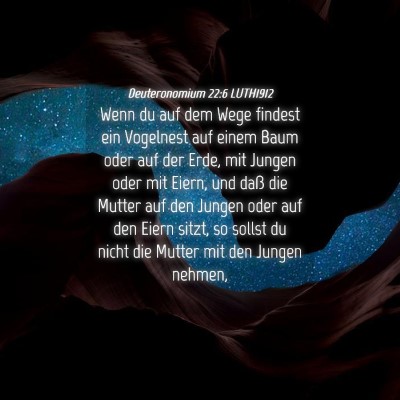 Picture 04 - Deuteronomium 22:6 LUTH1912 - Wenn du auf dem Wege findest ein Vogelnest auf - Bible Verse Picture