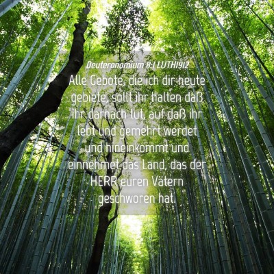 Picture 04 - Deuteronomium 8:1 LUTH1912 - Alle Gebote, die ich dir heute gebiete, sollt ihr - Bible Verse Picture