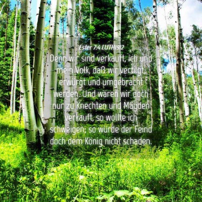 Picture 04 - Ester 7:4 LUTH1912 - Denn wir sind verkauft, ich und mein Volk, daß - Bible Verse Picture