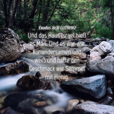 Picture 04 - Exodus 16:31 LUTH1912 - Und das Haus Israel hieß es Man. Und es war wie - Bible Verse Picture