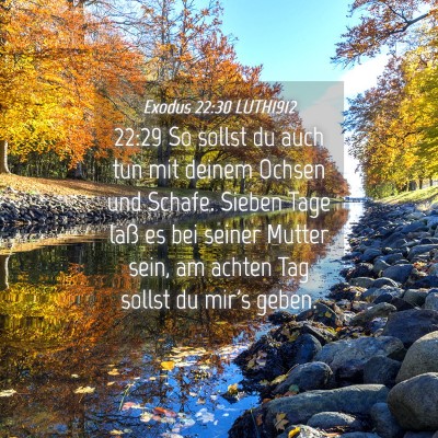 Picture 04 - Exodus 22:30 LUTH1912 - 22:29 So sollst du auch tun mit deinem Ochsen und - Bible Verse Picture