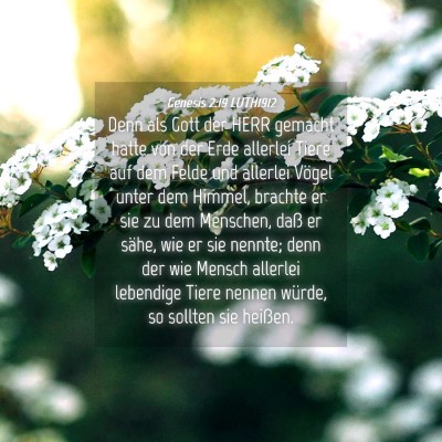 Picture 04 - Genesis 2:19 LUTH1912 - Denn als Gott der HERR gemacht hatte von der Erde - Bible Verse Picture